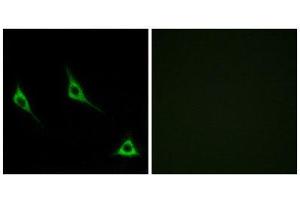 Immunofluorescence (IF) image for anti-Olfactory Receptor, Family 51, Subfamily A, Member 7 (OR51A7) (C-Term) antibody (ABIN1853258) (OR51A7 Antikörper  (C-Term))