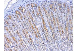 IHC analysis of TFF2 using anti-TFF2 antibody . (Trefoil Factor 2 Antikörper  (AA 24-129))