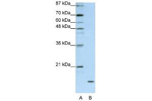 FAM121B antibody used at 1.