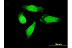 Immunofluorescence (IF) image for anti-Ran GTPase Activating Protein 1 (RANGAP1) (AA 1-587) antibody (ABIN519631)