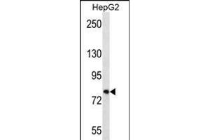 FNDC7 Antibody (C-term) (ABIN656212 and ABIN2845530) western blot analysis in HepG2 cell line lysates (35 μg/lane). (FNDC7 Antikörper  (C-Term))