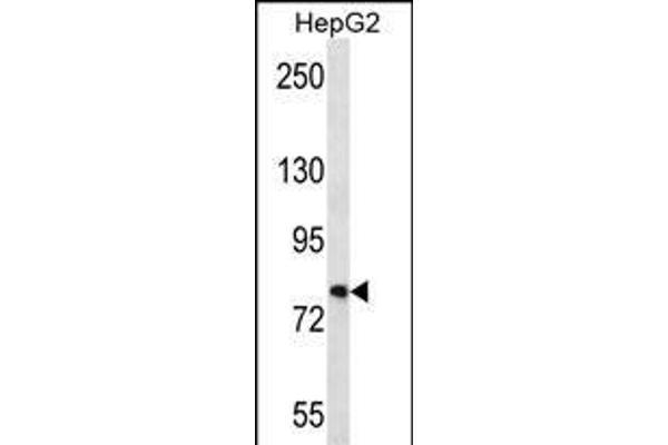 FNDC7 antibody  (C-Term)