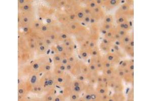 IHC-P analysis of liver tissue, with DAB staining. (C3 Antikörper  (AA 965-1303))