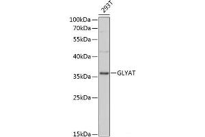 Western blot analysis of extracts of 293T cells using GLYAT Polyclonal Antibody at dilution of 1:3000. (GLYAT Antikörper)