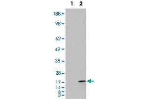 293 overexpressing FABP2 and probed with FABP2 polyclonal antibody  (mock transfection in first lane), tested by Origene. (FABP2 Antikörper  (C-Term))