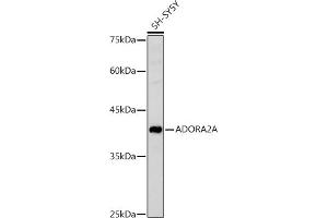 Western blot analysis of extracts of SH-SY5Y cells, using A antibody (ABIN3022193, ABIN3022194, ABIN3022195 and ABIN6218659) at 1:1000 dilution. (Adenosine A2a Receptor Antikörper  (AA 100-200))