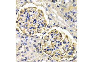 Immunohistochemistry of paraffin-embedded rat kidney using KLKB1 antibody (ABIN1876506) at dilution of 1:200 (40x lens). (KLKB1 Antikörper)