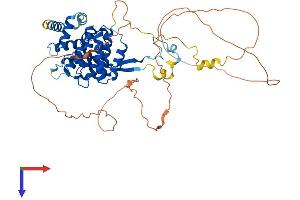 FAM126A Protein (AA 1-521) (His tag)