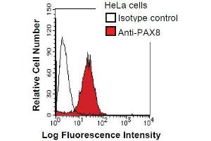 HeLa cells were fixed in 2% paraformaldehyde/PBS and then permeabilized in 90% methanol. (PAX8 Antikörper)