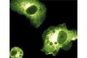 Immunofluorescence staining of mouse macrophages stimulated with 10 ng/mL IFNgamma and 1 myg/mL LPS. (NOS2 Antikörper  (AA 961-1144))