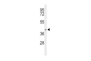 Western blot analysis of ACAD8 Antibody (Center) (ABIN653441 and ABIN2842880) in mouse stomach tissue lysates (35 μg/lane). (Acad8 Antikörper  (AA 118-145))