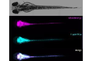 Whole mount of 2 dpf transgenic zebrafish expressing in the CNS the myc-epitope as a fusion to a fluorescent protein stained with recombinant Hyper-Myc Mouse and fluorescently labelled secondary antiy-mouse Fc antibody (Rekombinanter Myc Tag Antikörper  (AA 408-439))