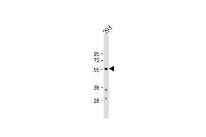 Anti-TPH1 Antibody (N-term) at 1:500 dilution + 293 whole cell lysate Lysates/proteins at 20 μg per lane. (Tryptophan Hydroxylase 1 Antikörper  (N-Term))