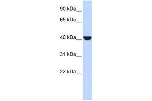 Western Blotting (WB) image for anti-Nuclear Receptor Subfamily 2, Group E, Member 1 (NR2E1) antibody (ABIN2457930)