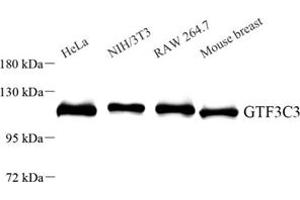 GTF3C3 Antikörper