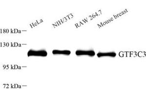 Western blot analysis of GTF3C3 (ABIN7074039) at dilution of 1: 1000 (GTF3C3 Antikörper)