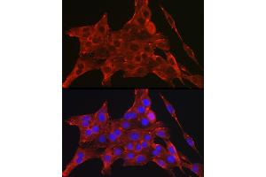 Immunofluorescence analysis of PC-12 cells using D Rabbit pAb (ABIN6134076, ABIN6139403, ABIN6139404 and ABIN6224222) at dilution of 1:250 (40x lens).