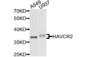 Western blot analysis of extracts of various cell lines, using HAVCR2 antibody. (TIM3 Antikörper  (AA 22-202))