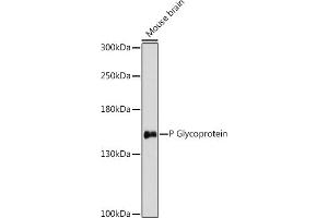 Western blot analysis of extracts of various cell lines, using P Glycoprotein antibody (ABIN7265733) at 1:3000 dilution.