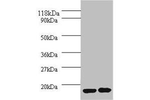 Western Blotting (WB) image for anti-Interleukin 1 Receptor Antagonist (IL1RN) (AA 26-177) antibody (ABIN7156739)