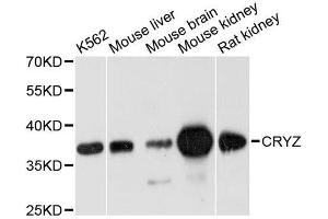 Western blot analysis of extracts of various cell lines, using CRYZ antibody.