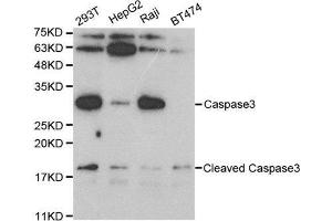 Western blot analysis of extracts of various cell lines, using CASP3 antibody. (Caspase 3 Antikörper  (AA 55-160))
