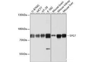 Western blot analysis of extracts of various cell lines using SPG7 Polyclonal Antibody at dilution of 1:1000. (SPG7 Antikörper)