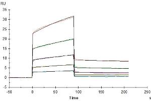 Surface Plasmon Resonance (SPR) image for Fc gamma RII (CD32) (AA 32-215) protein (His tag) (ABIN7274654)