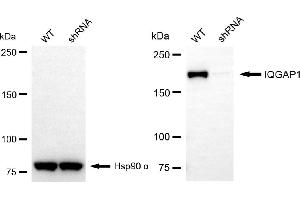 Western blotting analysis using IQGAP1 antibody (ABIN7799120).