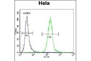 Flow cytometric analysis of Hela cells (right histogram) compared to a negative control cell (left histogram). (LDLRAD2 Antikörper  (AA 132-160))