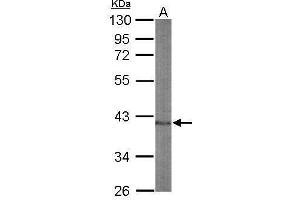 WB Image Sample (50 ug of whole cell lysate) A: mouse spleen 10% SDS PAGE antibody diluted at 1:1000 (NFE2 Antikörper  (Center))