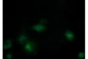 Image no. 6 for anti-Mitochondrial Ribosomal Protein S34 (MRPS34) antibody (ABIN1499565) (MRPS34 Antikörper)