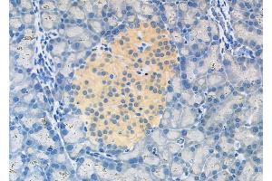 ABIN6262602 and ABIN6278905 at 1/100 staining Rat pancreatic tissue by IHC-P. (INSL5 Antikörper  (Internal Region))
