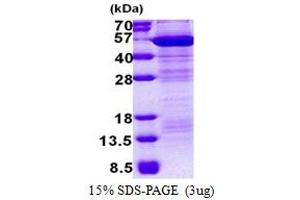 MAEA Protein (AA 1-396) (His tag)