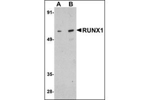 Western blot analysis of RUNX1 in Raji cell lysate with this product at (A) 1 and (B) 2 μg/ml.
