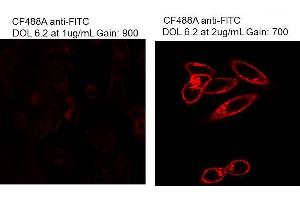 Immunofluorescence Microscopy of Mouse Anti-Fluorescein antibody. (Fluorescein Antikörper)