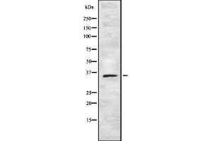 Western blot analysis of TAS2R42 using 293 whole cell lysates (TAS2R42 Antikörper)
