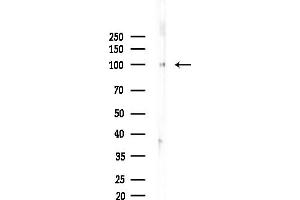 Western blot analysis of lysates from Mouse brain, using TAP1 Antibody at 1/1000 dilution.
