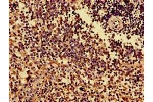 Immunohistochemistry of paraffin-embedded human spleen tissue using ABIN7155621 at dilution of 1:100 (HLA-B Antikörper  (AA 25-308))
