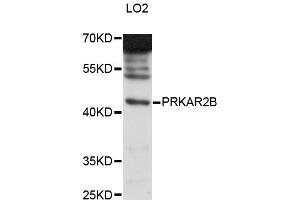 Western blot analysis of extracts of LO2 cells, using PRKAR2B antibody (ABIN6291856) at 1:3000 dilution. (PRKAR2B Antikörper)