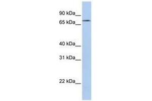 Image no. 1 for anti-Regulator of Microtubule Dynamics 2 (RMDN2) (AA 396-445) antibody (ABIN6741169) (FAM82A1 Antikörper  (AA 396-445))