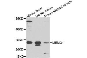 Western blot analysis of extracts of various cell lines, using MEMO1 antibody (ABIN5995855) at 1/1000 dilution. (MEMO1 Antikörper)