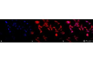 Immunocytochemistry/Immunofluorescence analysis using Rat Anti-TCP1-alpha Monoclonal Antibody, Clone 91a . (TCP1 alpha/CCTA Antikörper  (C-Term) (FITC))