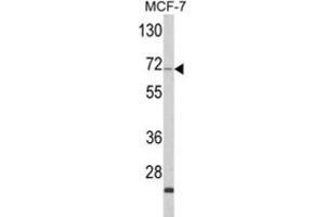 Western Blotting (WB) image for anti-Zyg-11 Family Member A, Cell Cycle Regulator (ZYG11A) antibody (ABIN3003864) (ZYG11A Antikörper)