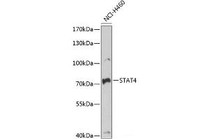 Western blot analysis of extracts of NCI-H460 cells using STAT4 Polyclonal Antibody at dilution of 1:1000. (STAT4 Antikörper)