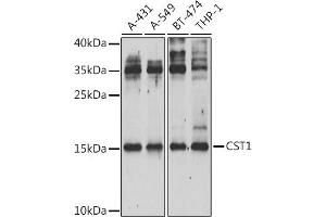 Western blot analysis of extracts of various cell lines, using CST1 Antibody (ABIN6133050, ABIN6139145, ABIN6139147 and ABIN6222245) at 1:1000 dilution. (CST1 Antikörper  (AA 20-141))