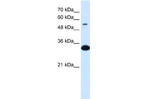 WB Suggested Anti-A1BG  Antibody Titration: 0. (A1BG Antikörper  (N-Term))