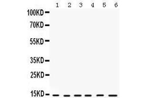 Western Blotting (WB) image for anti-Histidine Triad Nucleotide Binding Protein 1 (HINT1) (AA 59-92), (Middle Region) antibody (ABIN3042445)