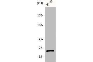 Western Blot analysis of HT29 cells using gp91-phox Polyclonal Antibody (CYBB Antikörper  (C-Term))