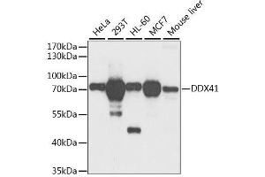 Western blot analysis of extracts of various cell lines, using DDX41 antibody. (DDX41 Antikörper  (AA 1-300))